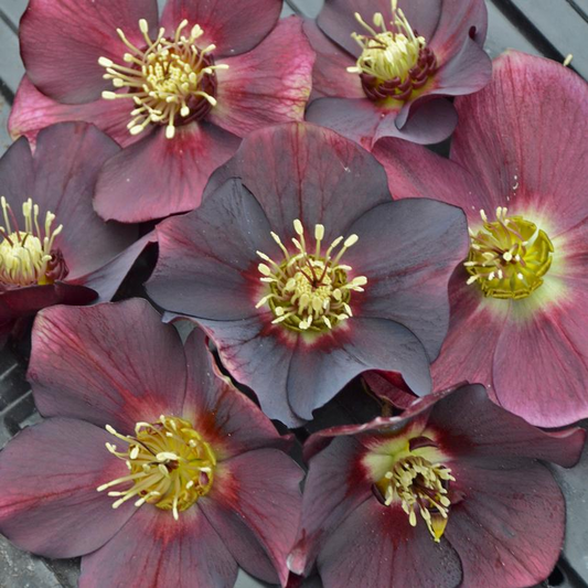 Lenten Rose: Helleborus x 'Rome in Red' - 1GAL Pot