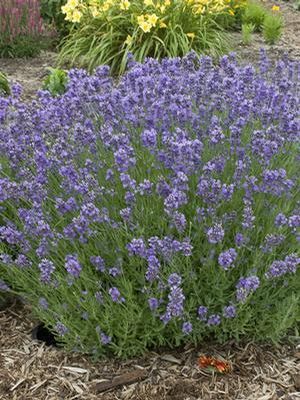 Munstead Lavender: Lavandula angustifolia - 1L Pot