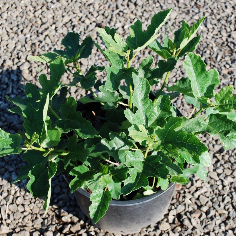 Little Ruby Fig: Ficus carica - 2GAL Pot