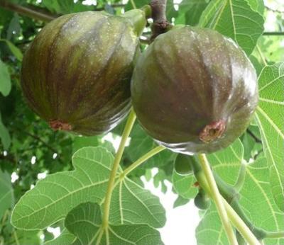 Olympian Fig: Ficus carica - 2GAL Pot