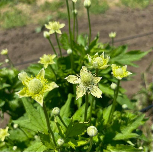 Tall Thimbleweed: Anemone virginiana