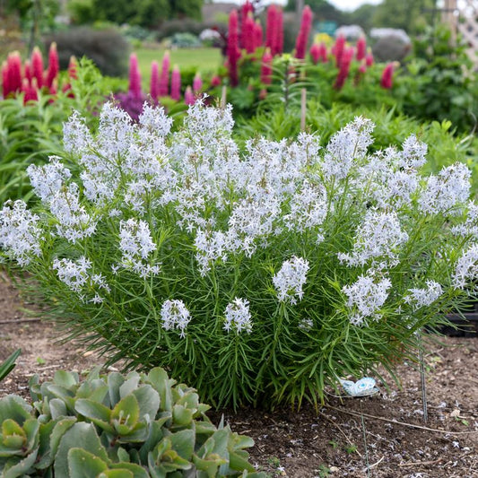 Blue Star: Amsonia x 'String Theory' - 1GAL Pot