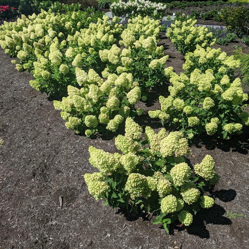 Dragon Baby Hydrangea: Hydrangea paniculata - 3GAL Pot