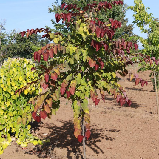 Flame Thrower Redbud: Cercis canadensis - 175CM Tall