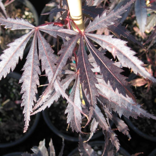Burgundy Lace Japanese Maple: Acer palmatum 'Burgundy Lace'