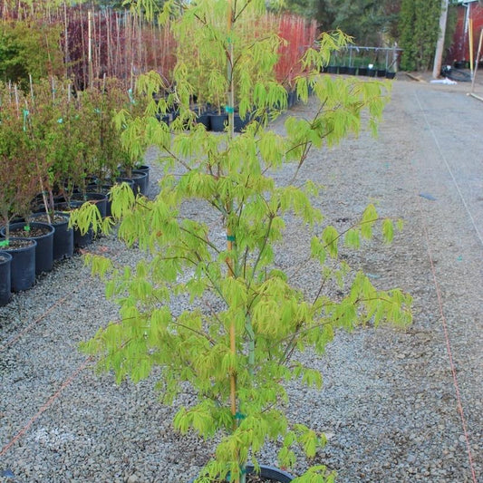 Fascination Japanese Maple: Acer palmatum - 3GAL Pot