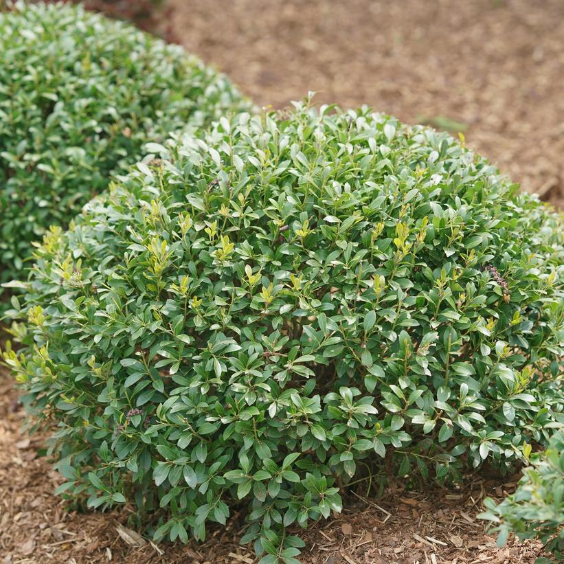 Strongbox Holly: Ilex glabra - 2GAL Pot