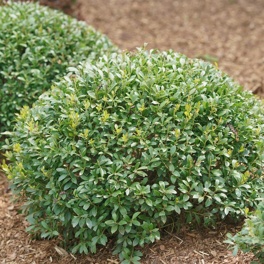 Strongbox Holly: Ilex glabra - 2GAL Pot