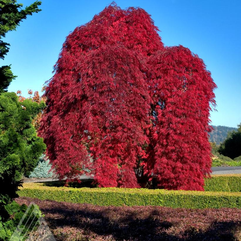 Red Select Japanese Maple: Acer palmatum dissectum 'Inaba Shidare' - 125CM Tall - 10GAL Pot