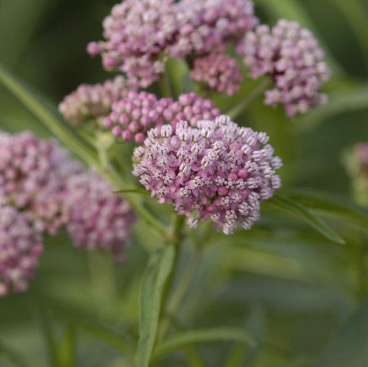 Cinderella Swamp Milkweed: Asclepias incarnata - 1GAL Pot