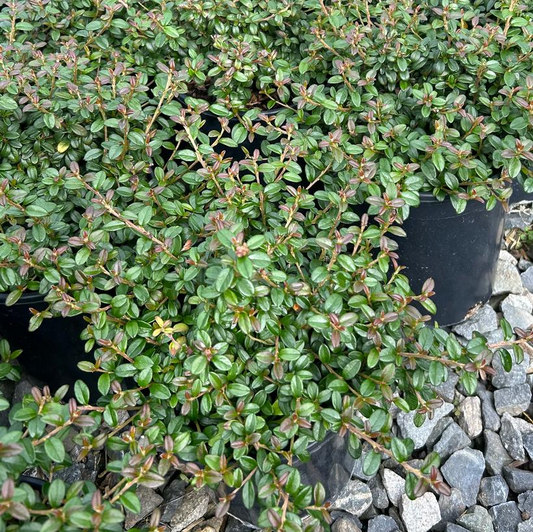Green shrub in a pot on a bed of small stones