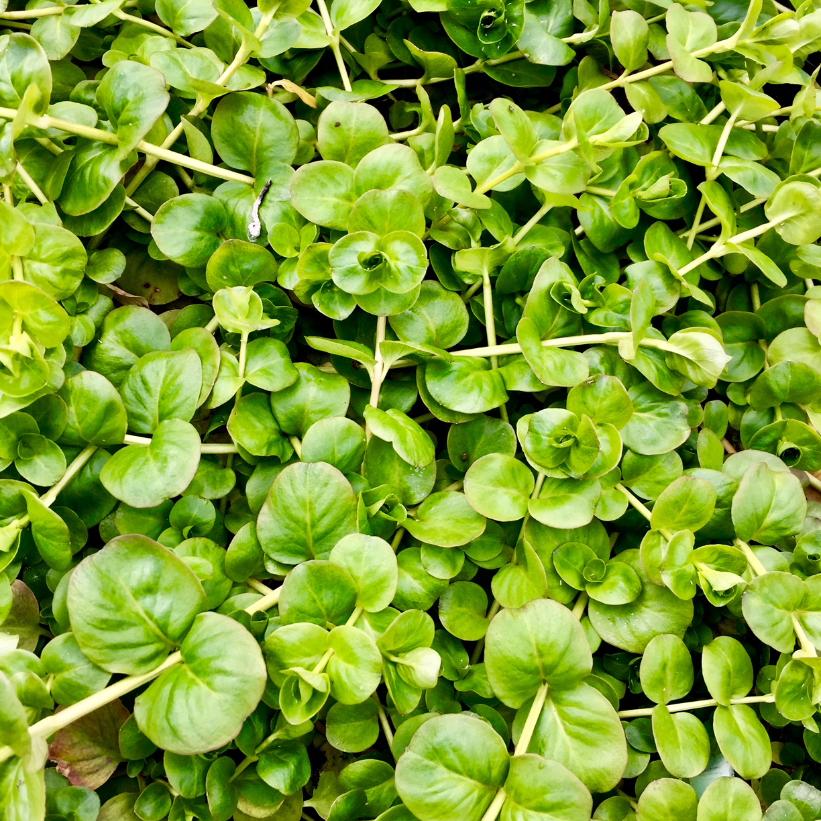 Moneywort: Lysimachia nummularia - 9CM Pot