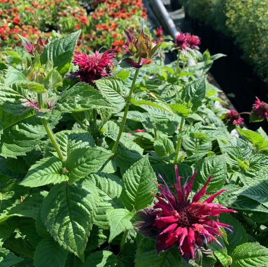 Bee Balm: Monarda didyma 'Fireball' - 1GAL Pot