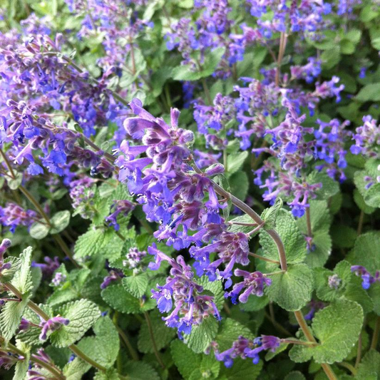 Catmint: Nepeta faassenii 'Walker's Low' - 1GAL Pot