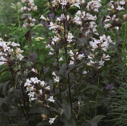 Foxglove Beardtongue: Penstemon digitalis 'Husker Red' - 1GAL Pot