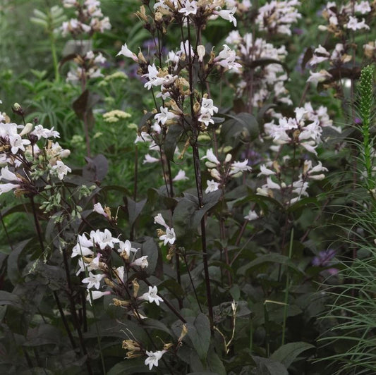 Beardtongue: Penstemon digitalis 'Husker Red' - 1GAL Pot