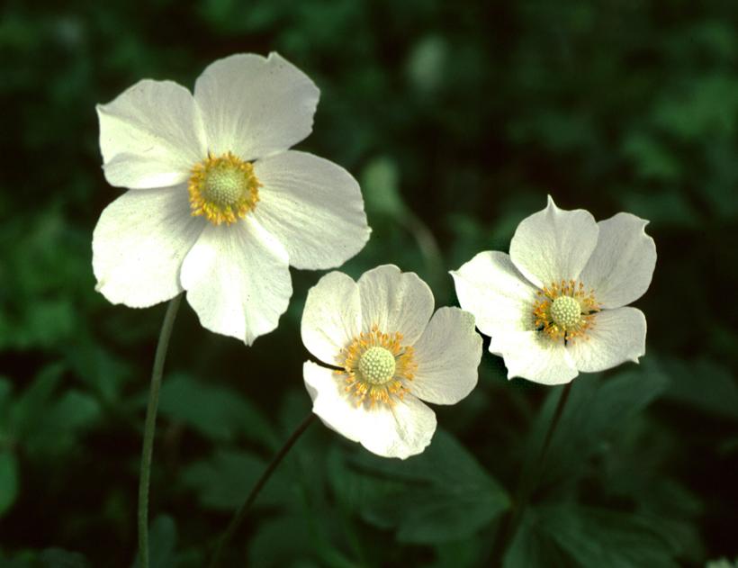 Canada Anemone: Anemone canadensis