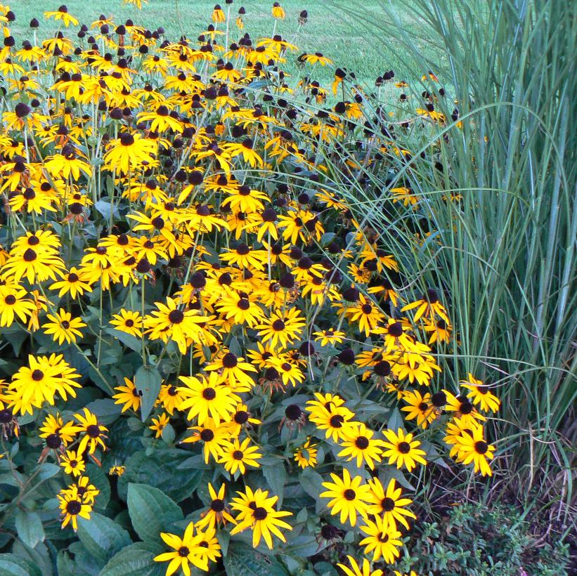 Black-Eyed Susan Coneflower: Rudbeckia fulgida 'Goldsturm' - 1GAL Pot