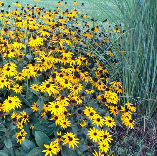 Black-Eyed Susan Coneflower: Rudbeckia fulgida 'Goldsturm' - 1GAL Pot