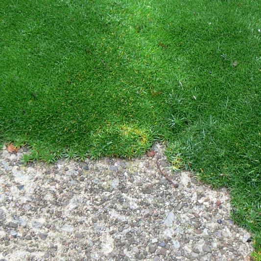 Irish Moss: Sagina subulata - 9CM Pot
