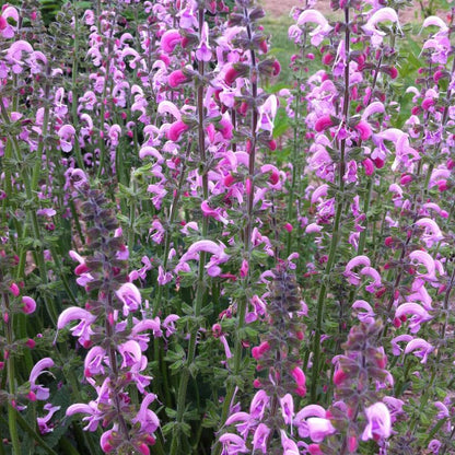 Eveline: Salvia - 1GAL Pot