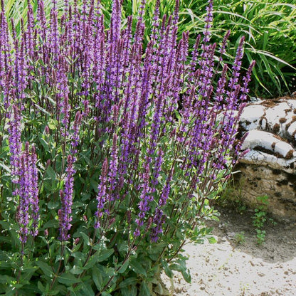 Caradonna: Salvia nemorosa - 1GAL Pot