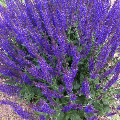 May Night: Salvia nemorosa - 1GAL Pot