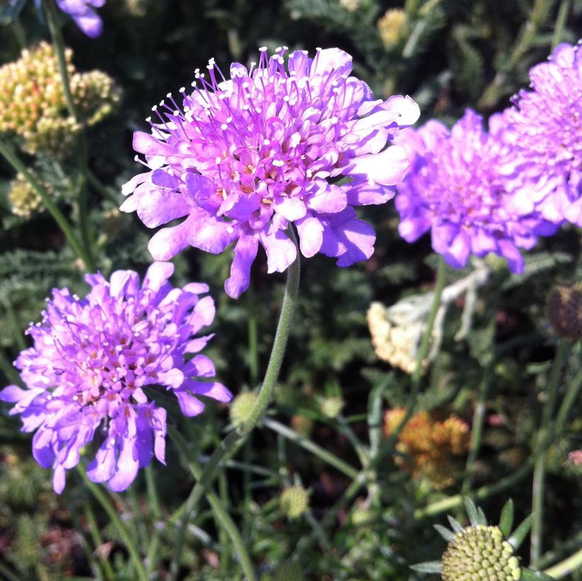 Butterly Blue Pincushion: Scabiosa columbaria - 1GAL Pot