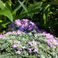 Elfin Thyme: Thymus Ser.'Elfin' - 10CM Pot