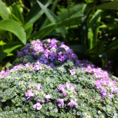 Elfin Thyme: Thymus serpyllum - 9CM Pot