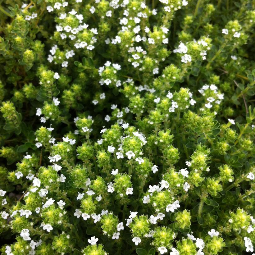 White Creeping Thyme: Thymus serpyllum 'Alba' - 9CM Pot