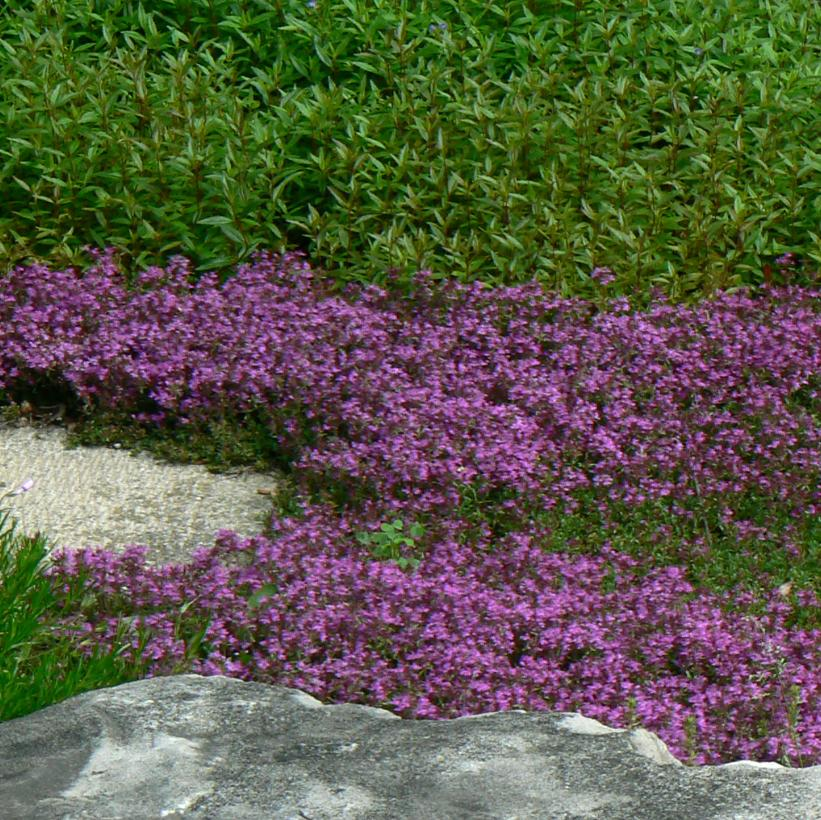 Red Creeping Thyme: Thymus praecox 'Coccineus' - 9CM Pot