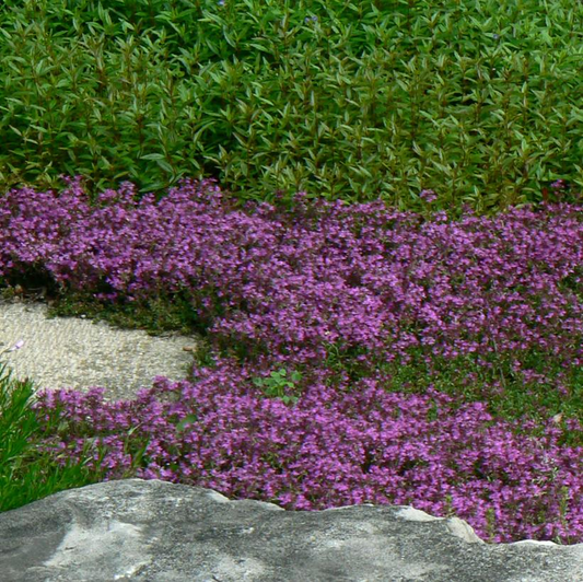 Red Creeping Thyme: Thymus praecox 'Coccineus' - 9CM Pot