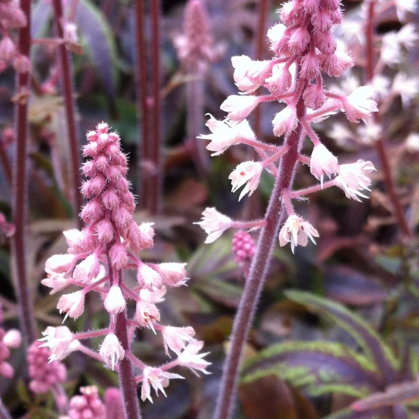 Candy Striper Foamflower: Tiarella - 1GAL Pot