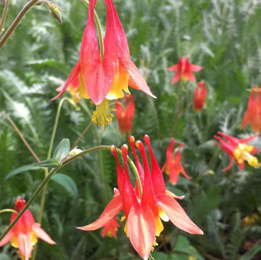 Canada Columbine: Aquilegia canadensis - 1L Pot