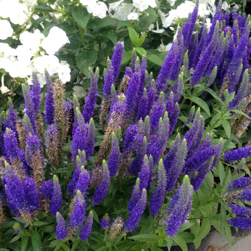 Royal Candles Speedwell: Veronica spicata - 1GAL Pot