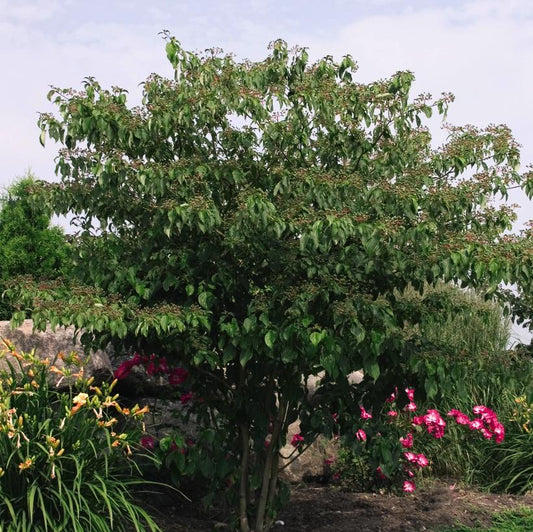 Pagoda Dogwood: Cornus alternifolia