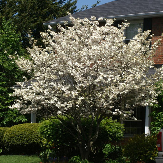 White Flowering Dogwood: Cornus florida
