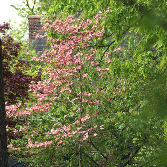 Pink Flowering Dogwood: Cornus florida