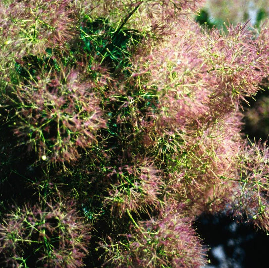 Young Lady Smokebush: Cotinus coggygria - 50CM Tall 3GAL Pot