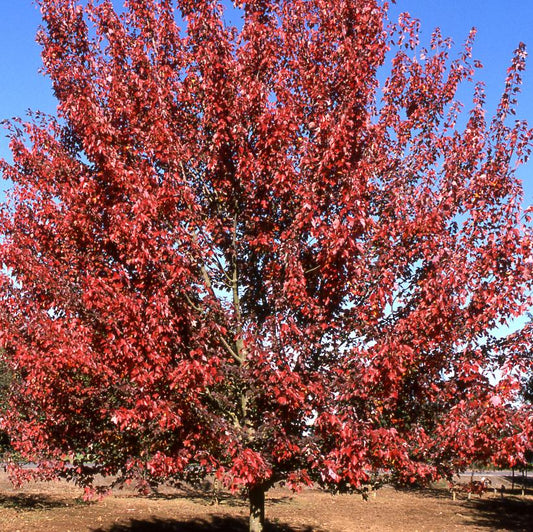 Autumn Flame Red Maple: Acer Rubrum 'Autumn Flame' - 20 Inch Pot - 10 Foot Tall