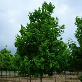 Legacy Sugar Maple: Acer saccharum - 15G Pot 250CM Tall