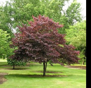 Forest Pansy Eastern Redbud Tree: Cercis canadensis