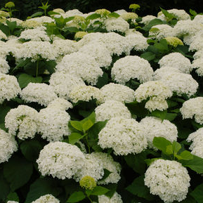 Annabelle Hydrangea: Hydrangea arborescens 'Annabelle'