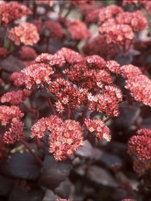 Purple Emperor Stonecrop: Sedum - 1GAL Pot