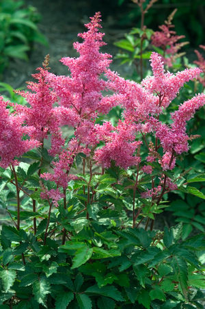 False Spirea: Astilbe japonica 'Rheinland' - 1GAL Pot