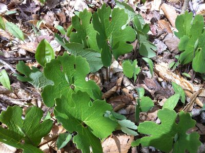 Bloodroot: Sanguinaria canadensis - 10CM Pot