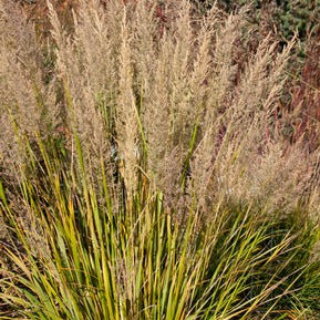 Autumn Feather Reed Grass: Calamagrostis brachytricha - 1Gal Pot