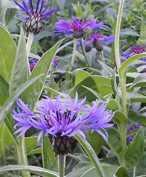 Bachelor's Button: Centaurea montana - 1GAL Pot