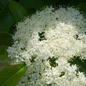 Nannyberry: Viburnum lentago - 15GAL Pot 250cm Tall